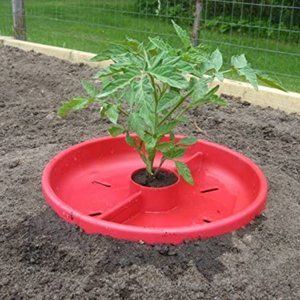 Tomato Crater Bigger Tomatoes & Easier Gardens